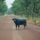 Illustration for article titled AWOL Around Australia... Part 42. East Arnhem Land. Part 2